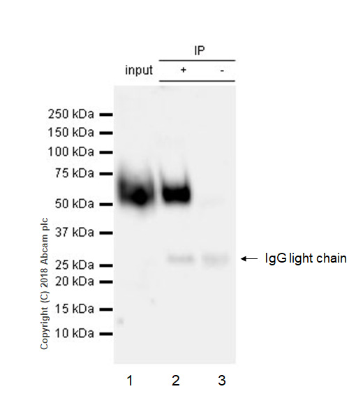 Immunoprecipitation - VeriBlot for IP Detection Reagent (HRP) (AB131366), expandable thumbnail