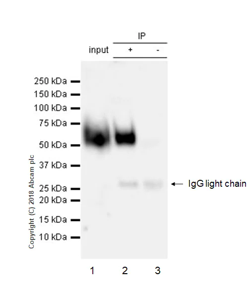 Immunoprecipitation - VeriBlot for IP Detection Reagent (HRP) (AB131366)