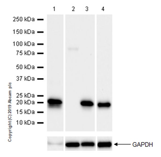 Western blot - VeriBlot for IP Detection Reagent (HRP) (ab131366), expandable thumbnail