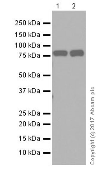 Western blot - VeriBlot for IP Detection Reagent (HRP) (ab131366), expandable thumbnail