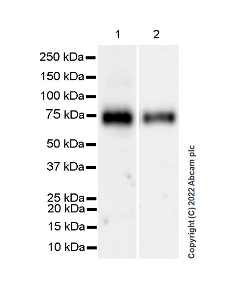 Western blot - VeriBlot for IP Detection Reagent (HRP) (ab131366), expandable thumbnail