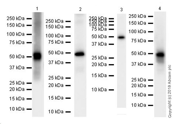 Western blot - VeriBlot for IP Detection Reagent (HRP) (ab131366), expandable thumbnail