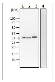 Western blot - Anti-Verotoxin I / SLT 1a antibody [VERO-01] (AB243100)