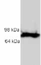 Western blot - Anti-Versican antibody (AB19345)