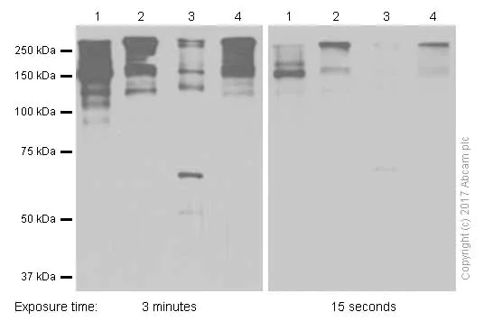 Western blot - Anti-Versican antibody [EPR12277] - BSA and Azide free (AB240200)