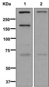 Western blot - Anti-Versican antibody [EPR12277] - BSA and Azide free (AB240200), expandable thumbnail
