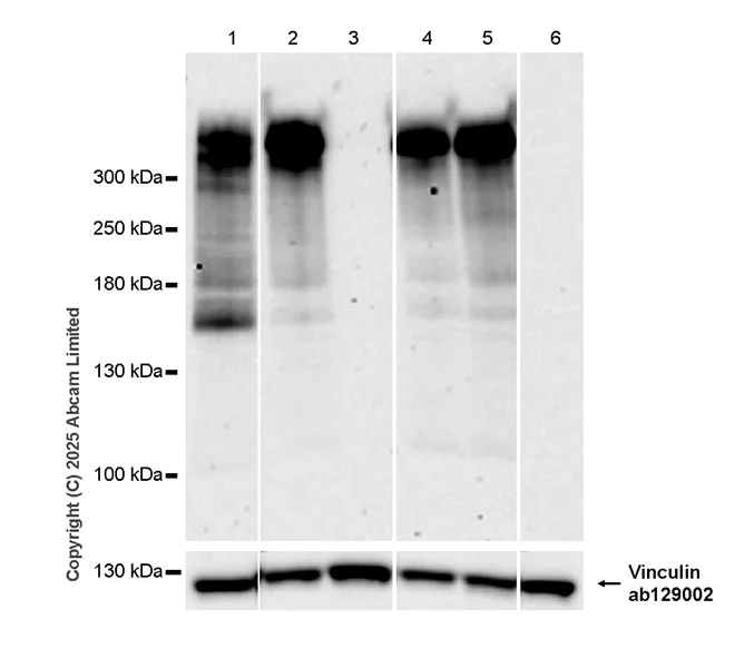 Western blot - Anti-Versican antibody [RM1301] (AB324605)