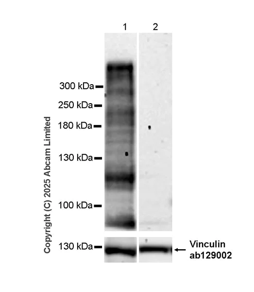 Western blot - Anti-Versican antibody [RM1301] (AB324605)