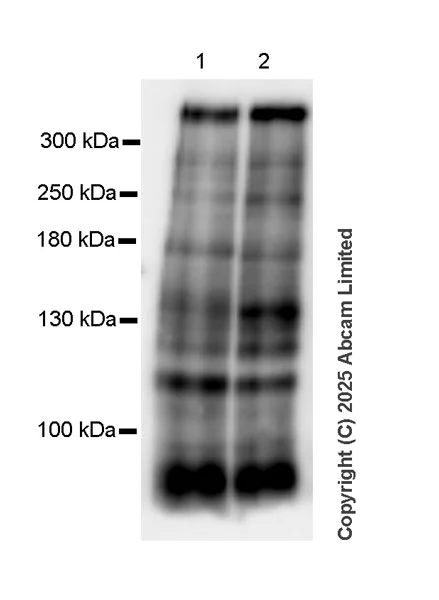 Western blot - Anti-Versican antibody [RM1301] (AB324605)