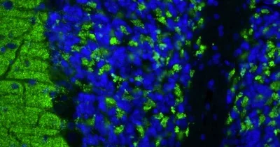 Immunohistochemistry (Formalin/PFA-fixed paraffin-embedded sections) - Anti-Vesicular glutamate transporter 1 antibody [N28/9] - Chicken IgY (Chimeric) (AB325671)
