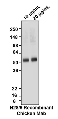 Western blot - Anti-Vesicular glutamate transporter 1 antibody [N28/9] - Chicken IgY (Chimeric) (AB325671)
