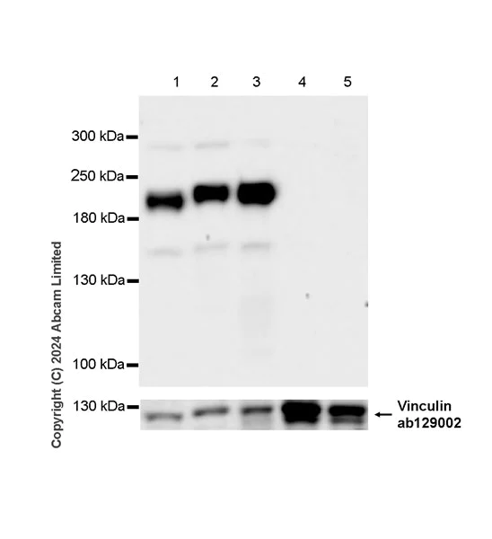 Western blot - Anti-VGCNL1 antibody [EPR29666-91] (AB323186)