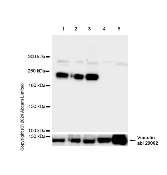 Western blot - Anti-VGCNL1 antibody [EPR29666-91] (AB323186)