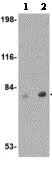 Western blot - Anti-VGF antibody (AB115609)
