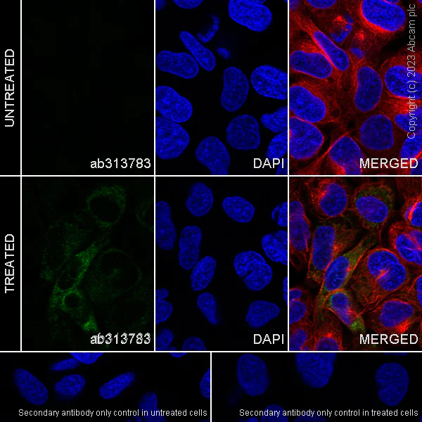 Immunocytochemistry/ Immunofluorescence - Anti-VGF antibody [EPR27029-60] (AB313783)