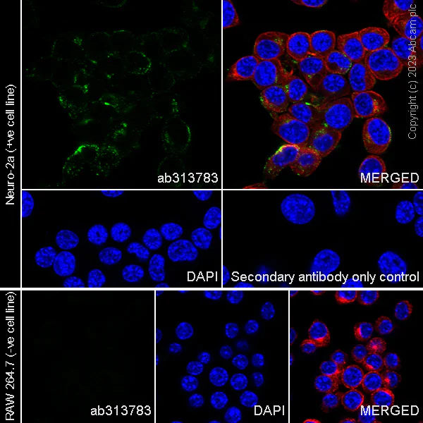 Immunocytochemistry/ Immunofluorescence - Anti-VGF antibody [EPR27029-60] (AB313783)