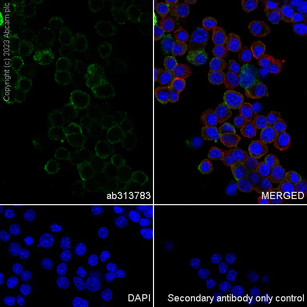 Immunocytochemistry/ Immunofluorescence - Anti-VGF antibody [EPR27029-60] (AB313783)