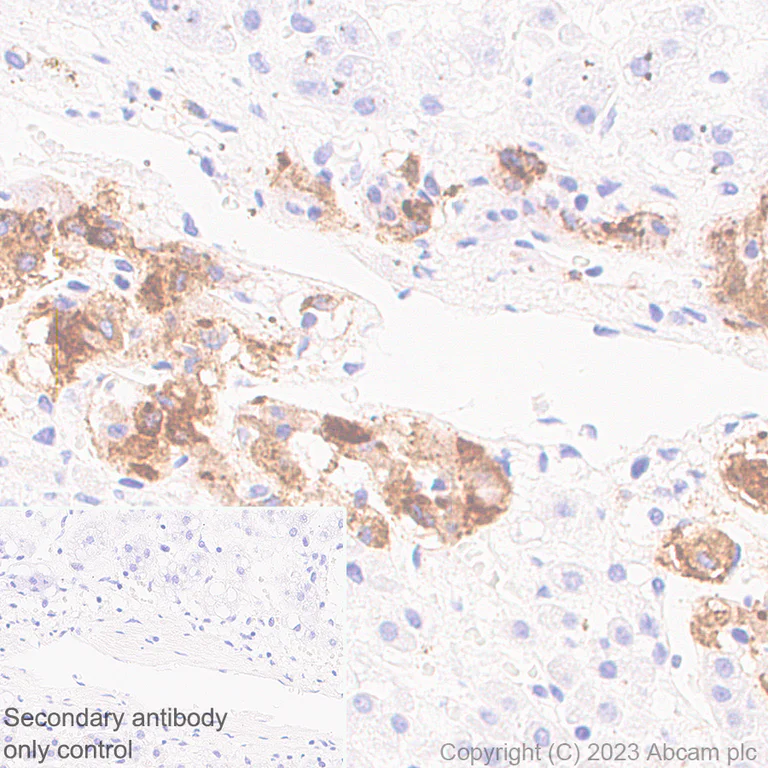 Immunohistochemistry (Formalin/PFA-fixed paraffin-embedded sections) - Anti-VGF antibody [EPR27029-60] (AB313783)