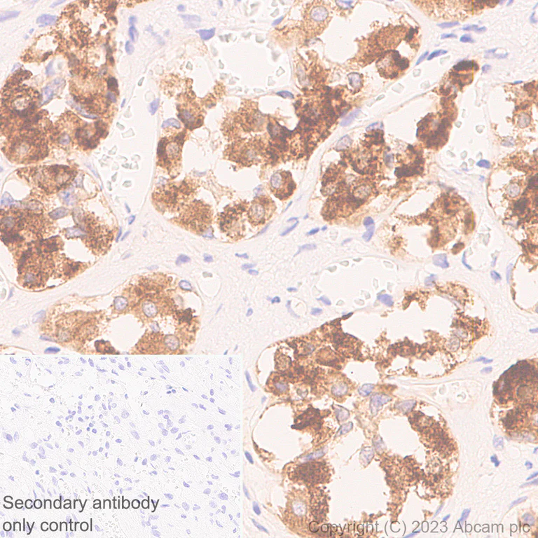 Immunohistochemistry (Formalin/PFA-fixed paraffin-embedded sections) - Anti-VGF antibody [EPR27029-60] (AB313783)