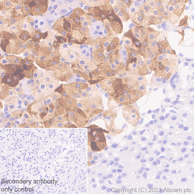 Immunohistochemistry (Formalin/PFA-fixed paraffin-embedded sections) - Anti-VGF antibody [EPR27029-60] (AB313783)
