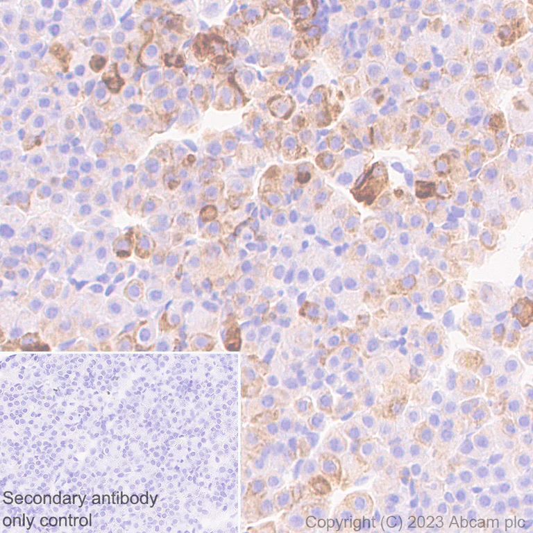 Immunohistochemistry (Formalin/PFA-fixed paraffin-embedded sections) - Anti-VGF antibody [EPR27029-60] (AB313783)