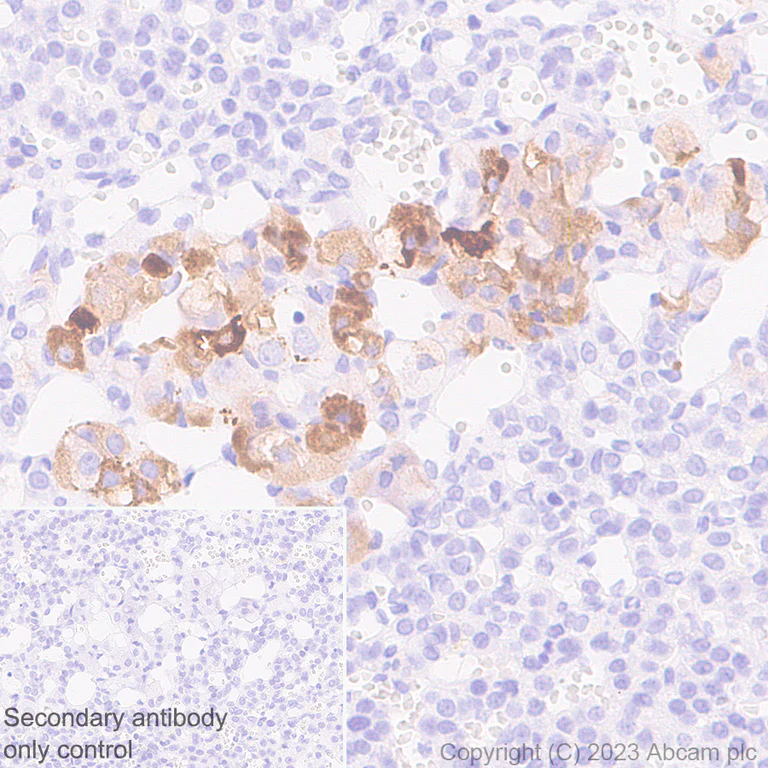 Immunohistochemistry (Formalin/PFA-fixed paraffin-embedded sections) - Anti-VGF antibody [EPR27029-60] (AB313783)
