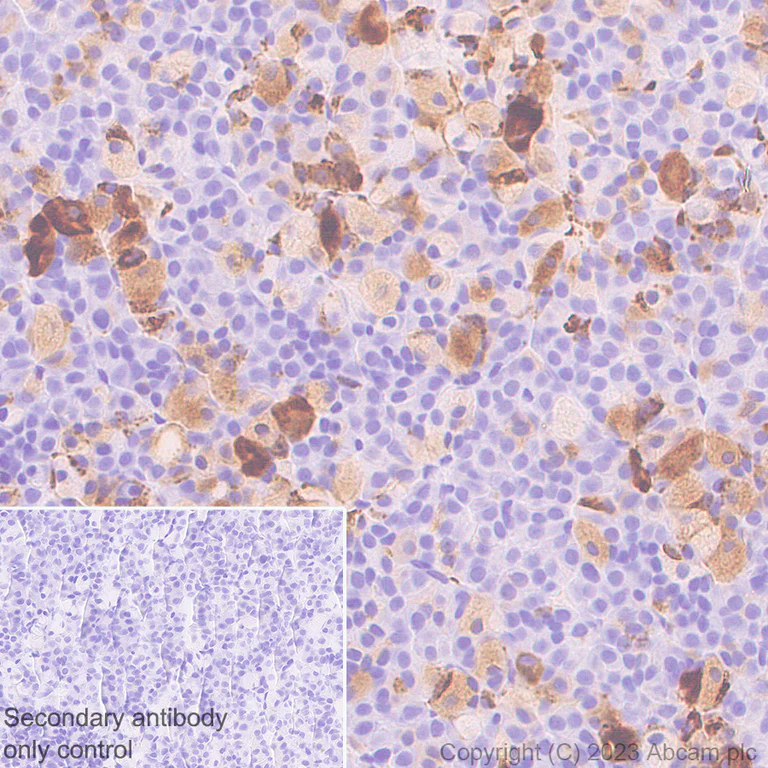 Immunohistochemistry (Formalin/PFA-fixed paraffin-embedded sections) - Anti-VGF antibody [EPR27029-60] (AB313783)
