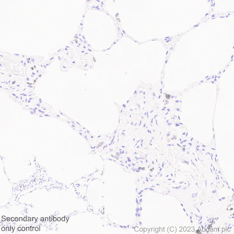 Immunohistochemistry (Formalin/PFA-fixed paraffin-embedded sections) - Anti-VGF antibody [EPR27029-60] (AB313783)