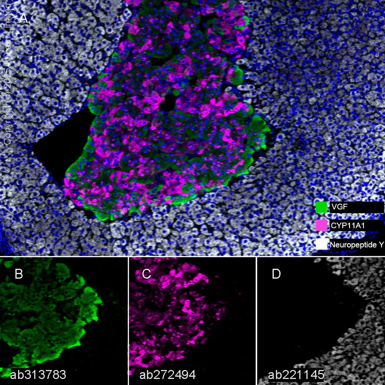 Multiplex immunohistochemistry - Anti-VGF antibody [EPR27029-60] (AB313783)