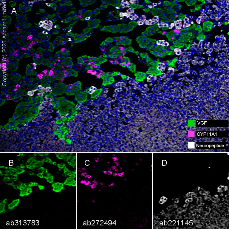 Multiplex immunohistochemistry - Anti-VGF antibody [EPR27029-60] (AB313783)