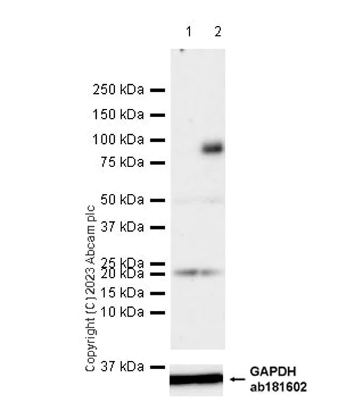 Western blot - Anti-VGF antibody [EPR27029-60] (AB313783)