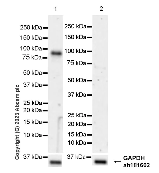 Western blot - Anti-VGF antibody [EPR27029-60] (AB313783)