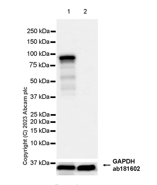 Western blot - Anti-VGF antibody [EPR27029-60] (AB313783)