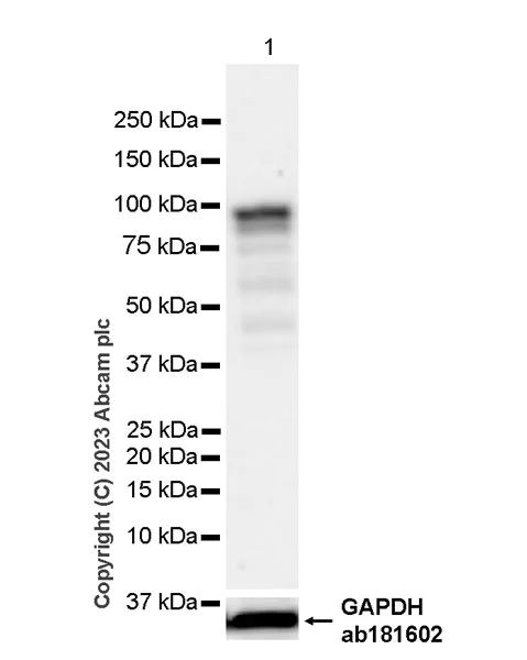 Western blot - Anti-VGF antibody [EPR27029-60] (AB313783)