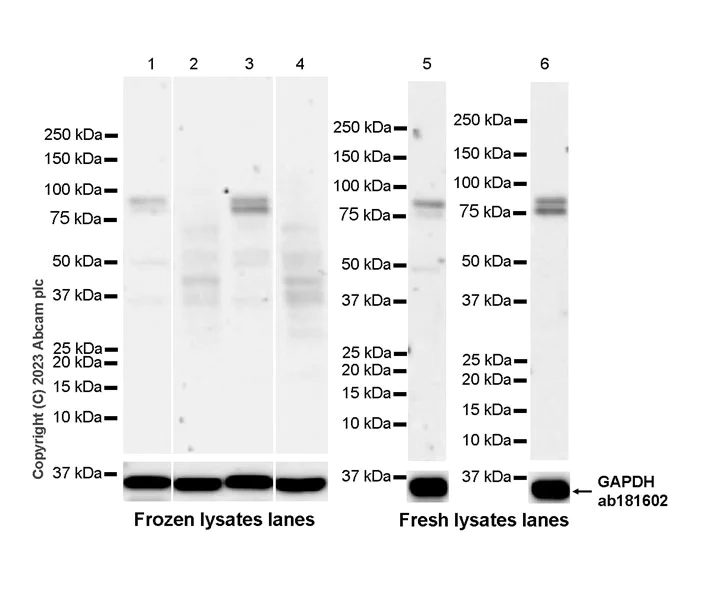 Western blot - Anti-VGF antibody [EPR27029-60] (AB313783)
