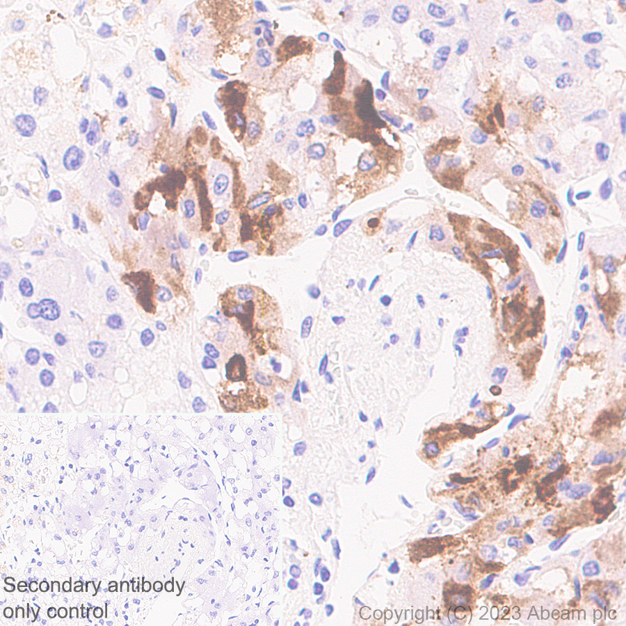 Immunohistochemistry (Formalin/PFA-fixed paraffin-embedded sections) - Anti-VGF antibody [EPR27029-73] (ab308287), expandable thumbnail