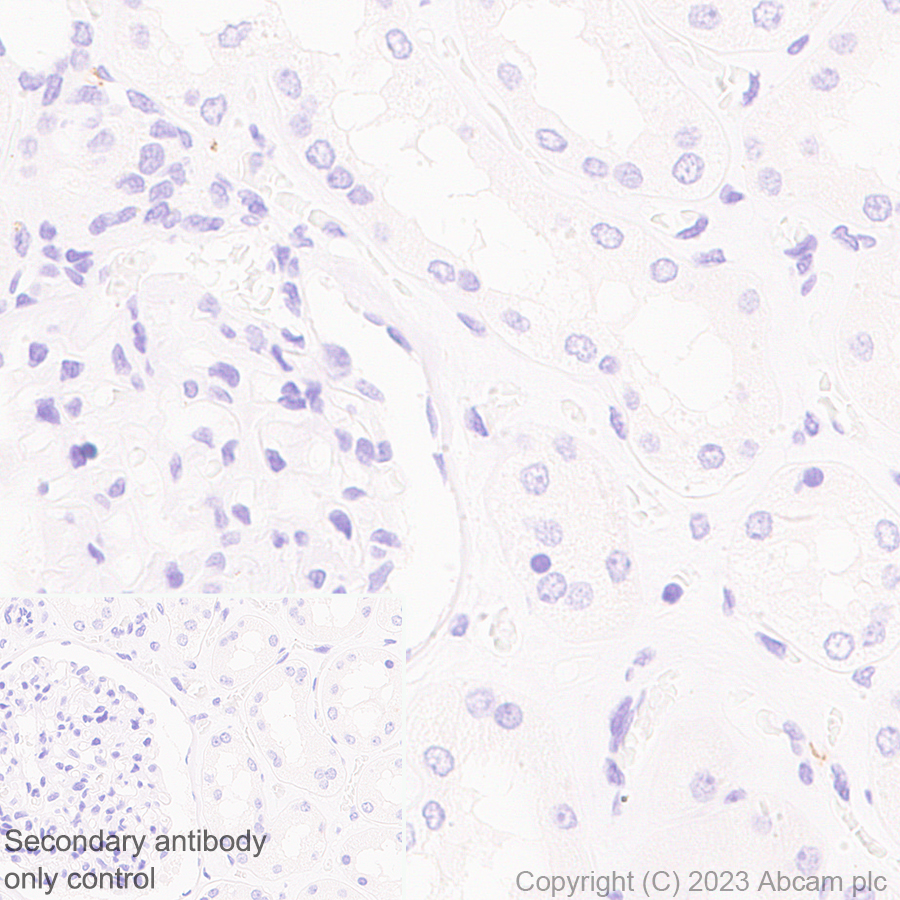Immunohistochemistry (Formalin/PFA-fixed paraffin-embedded sections) - Anti-VGF antibody [EPR27029-73] (AB308287), expandable thumbnail