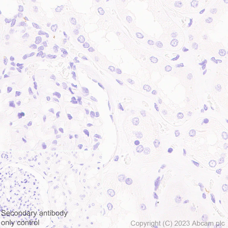 Immunohistochemistry (Formalin/PFA-fixed paraffin-embedded sections) - Anti-VGF antibody [EPR27029-73] (AB308287)