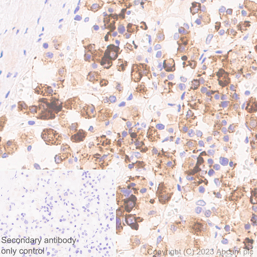 Immunohistochemistry (Formalin/PFA-fixed paraffin-embedded sections) - Anti-VGF antibody [EPR27029-73] (ab308287), expandable thumbnail