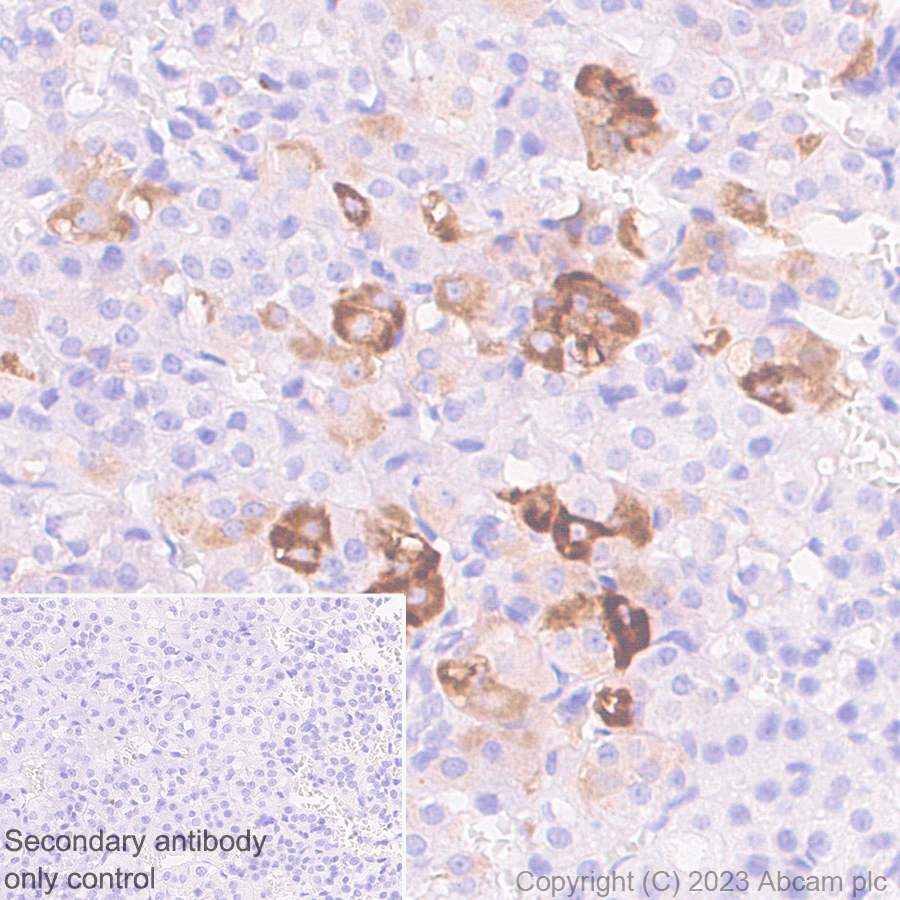 Immunohistochemistry (Formalin/PFA-fixed paraffin-embedded sections) - Anti-VGF antibody [EPR27029-73] (AB308287), expandable thumbnail