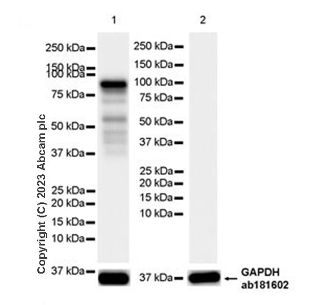 Western blot - Anti-VGF antibody [EPR27029-73] (ab308287), expandable thumbnail
