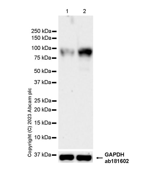Western blot - Anti-VGF antibody [EPR27029-73] (ab308287), expandable thumbnail