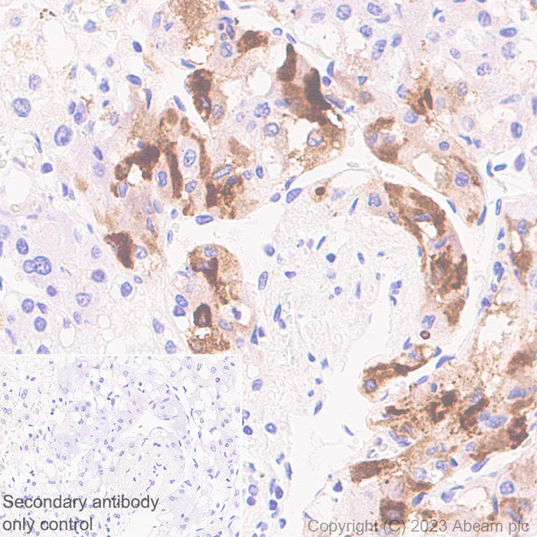 Immunohistochemistry (Formalin/PFA-fixed paraffin-embedded sections) - Anti-VGF antibody [EPR27029-73] - BSA and Azide free (AB308290)