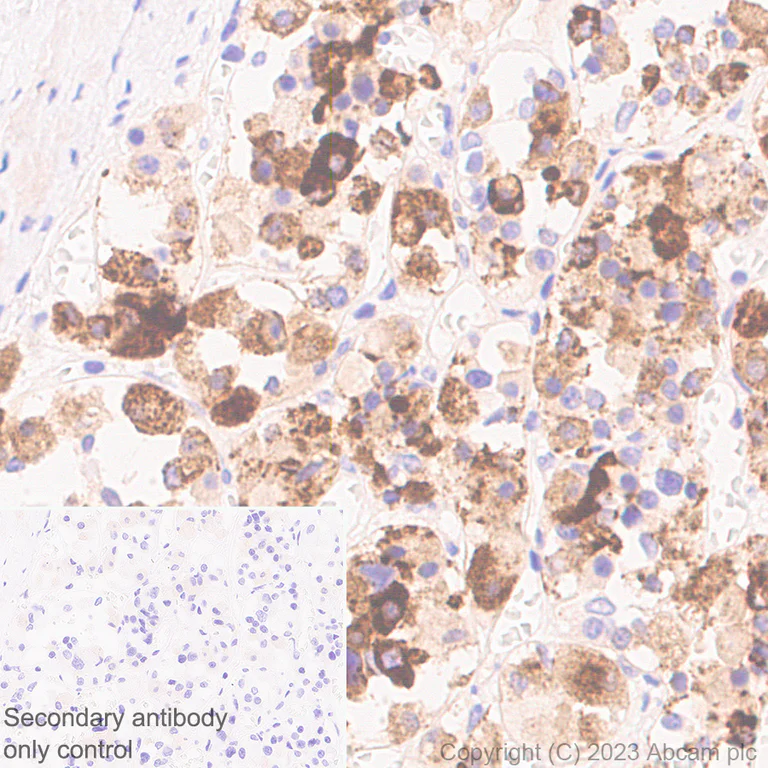 Immunohistochemistry (Formalin/PFA-fixed paraffin-embedded sections) - Anti-VGF antibody [EPR27029-73] - BSA and Azide free (AB308290)