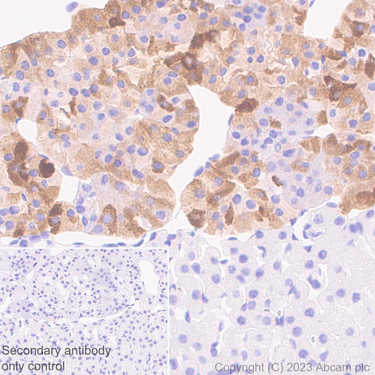 Immunohistochemistry (Formalin/PFA-fixed paraffin-embedded sections) - Anti-VGF antibody [EPR27029-73] - BSA and Azide free (AB308290)