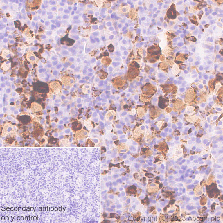 Immunohistochemistry (Formalin/PFA-fixed paraffin-embedded sections) - Anti-VGF antibody [EPR27029-73] - BSA and Azide free (AB308290)