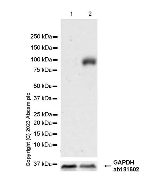 Western blot - Anti-VGF antibody [EPR27029-73] - BSA and Azide free (AB308290)