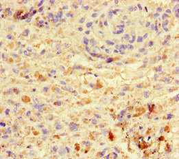 Immunohistochemistry (Formalin/PFA-fixed paraffin-embedded sections) - Anti-Vgl4 antibody (AB222829)