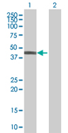 Western blot - Anti-VGLL3 antibody (AB68262)