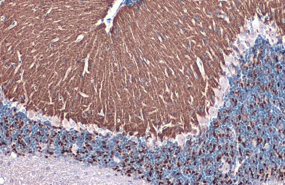Immunohistochemistry (Formalin/PFA-fixed paraffin-embedded sections) - Anti-VGluT1 antibody (AB272913), expandable thumbnail